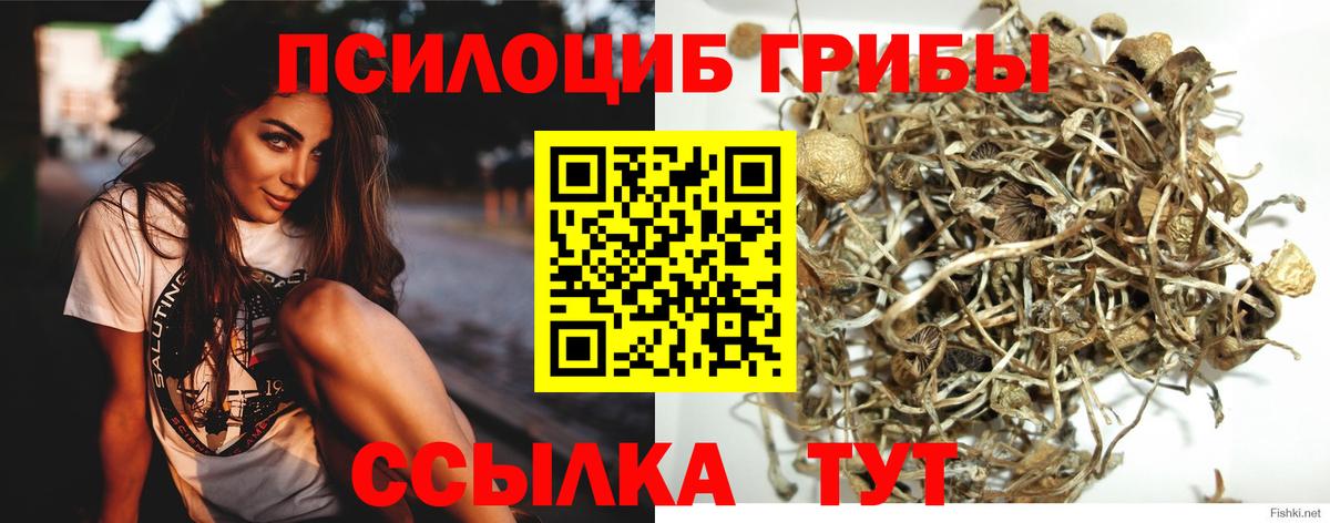 Псилоцибиновые грибы мицелий Шахты